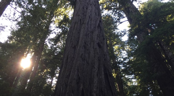 Redwood National & State Parks