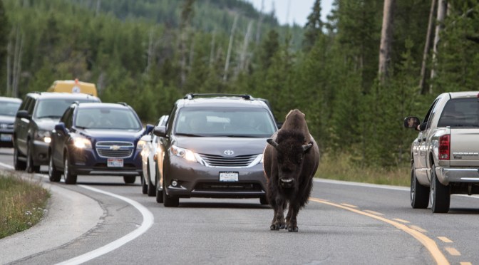 Days 18-20: Missoula, MT-Yellowstone-Devils Tower