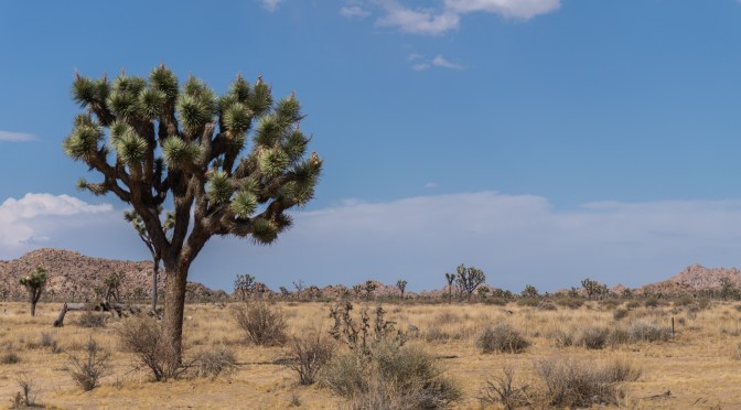 Joshua Tree